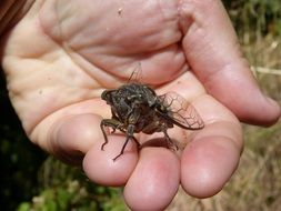 huge cicada on hand