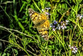 Colorful butterfly on grass