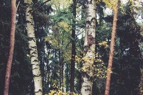 white birch and tall pines in the forest