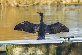 cormorant in flight on the river