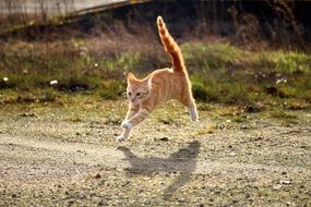 playful running young cat in countryside