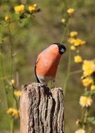 bullfinch on the tree stump