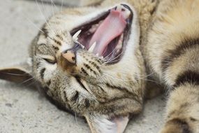 Cat with open mouth lying on a ground