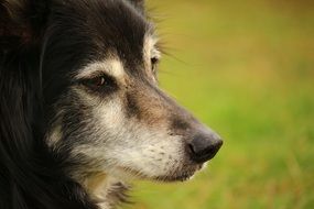 portrait of a british sheepdog