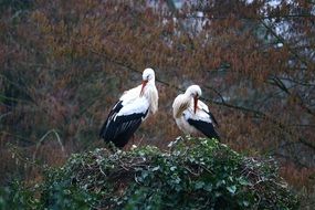 a pair of storks build their nests