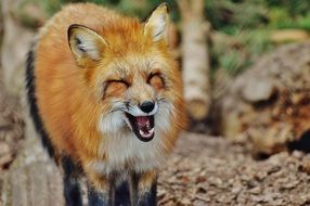red fox with sharp teeth