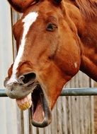 horse showing its teeth