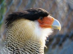 Caracara is a bird of prey