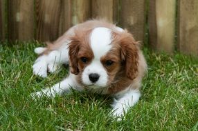 white and brown Puppy Dog lays outdoor
