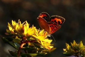 orange butterfly on a flower in the sunlight