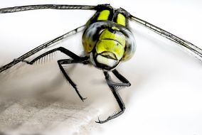 closeup of a yellow dragonfly, White background