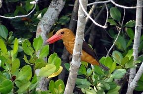 Brown-Winged Kingfisher Bird in forest