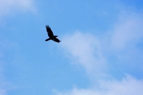 black crow in the blue sky