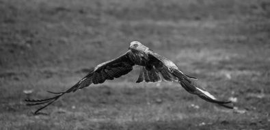 perfect beautiful Kite Red Bird