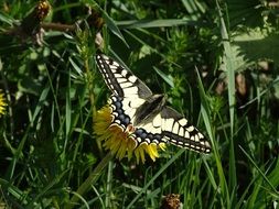 dovetail Butterfly Nature