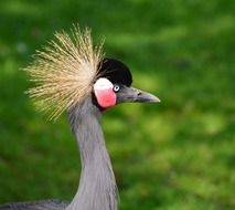 Beautiful colorful crowned crane on the grass