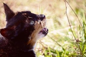 lucky domestic cat