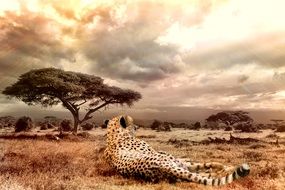 cheetah in the wild in Africa