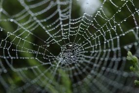 dew on a spider web