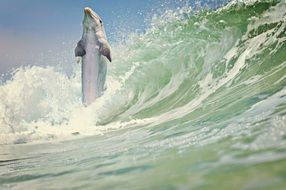 dolphin among the waves of the ocean