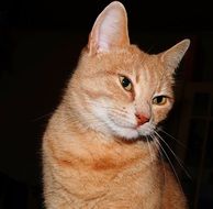 happy red cat