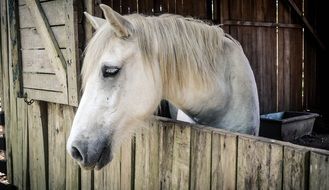 beautiful white horse in a stable
