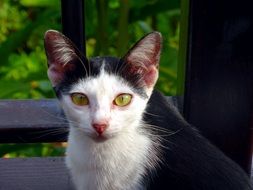perfect beautiful Black And White cat