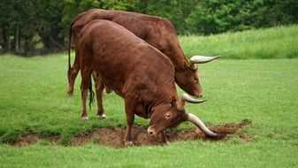 two brown long horned cattle in wild