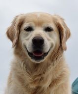 golden retriever puppy on the water background