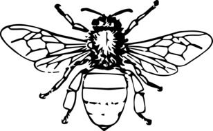 Bee Insect beautiful as an illustration