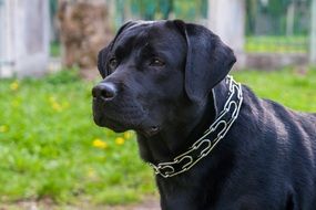 black labrador close up on blurred background