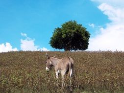 donkey on Mountains