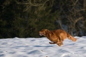 Hunting Retriever playing in snow