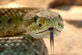 rattlesnake with his tongue hanging out