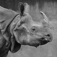 rhino portrait in black and white