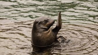 Seal Waving Hello