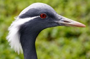 crane head on a background of green plants