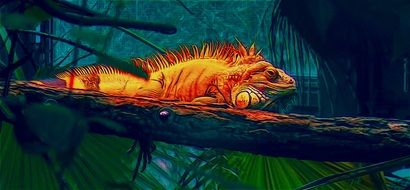orange iguana