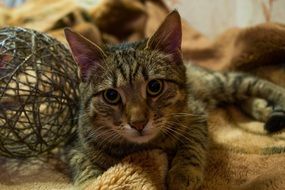 striped cat with an expressive look close up