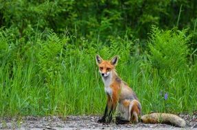 red fox in summer