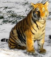 young tiger in the Nuremberg zoo