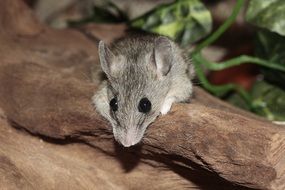 Mastomys is a rodent