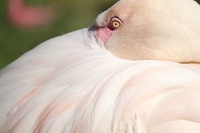 pink flamingo swept his head in feathers