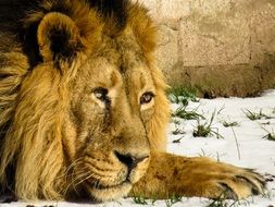 resting lion in the nuremberg zoo