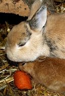 Hare Baby Rabbit Family Pets