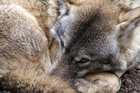 gray predatory wolf in the wild
