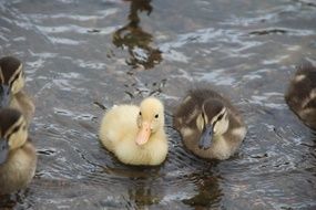 tiny fluffy ducklings in the water