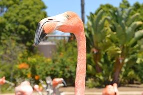 pink flamingo with a large unusual beak