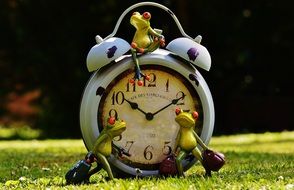 frog near the clock on the green grass