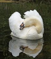 swan clean feathers on water